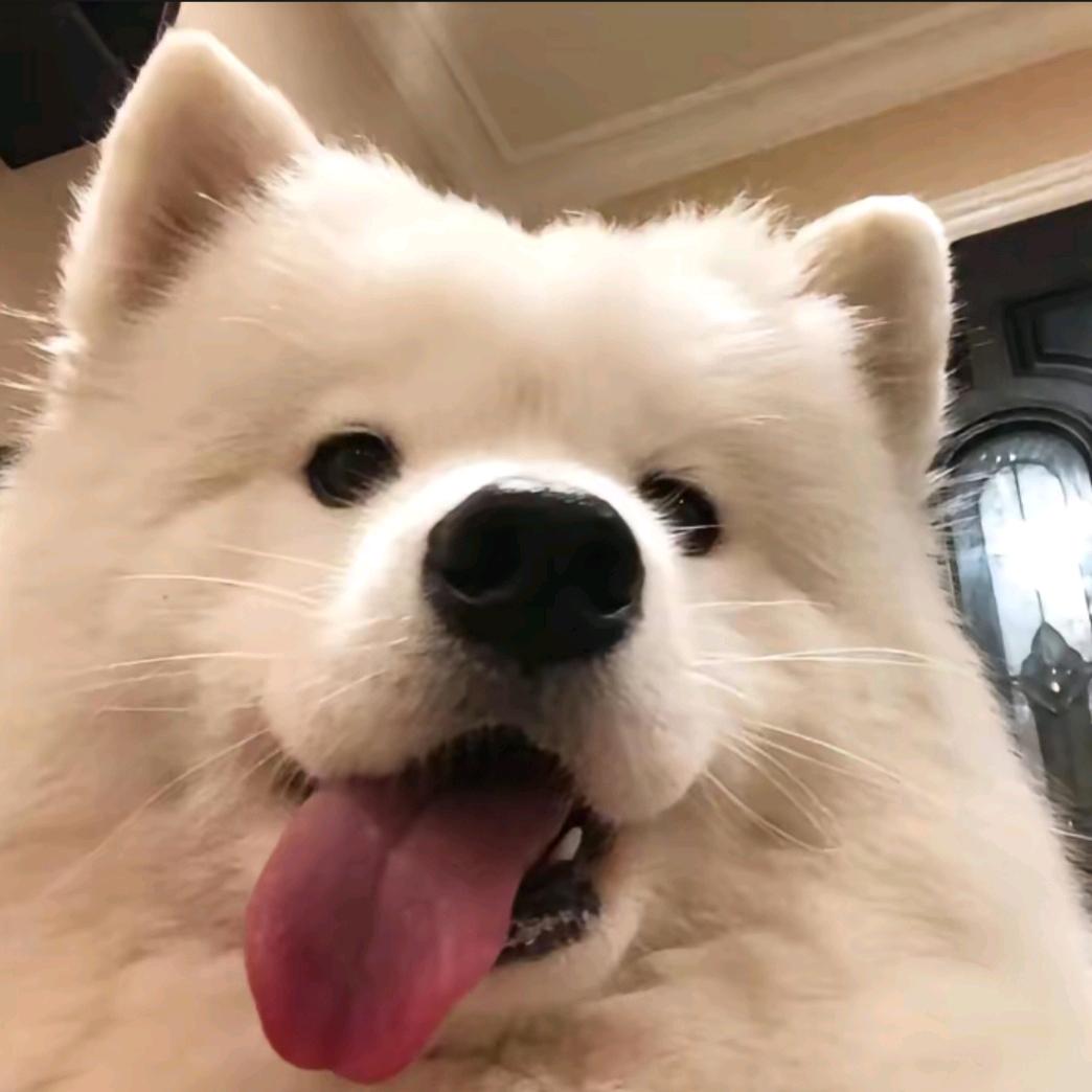 宇宙西格玛男人