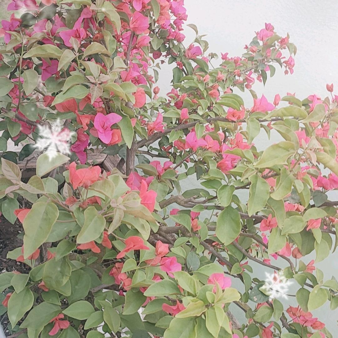 雨后有彩虹