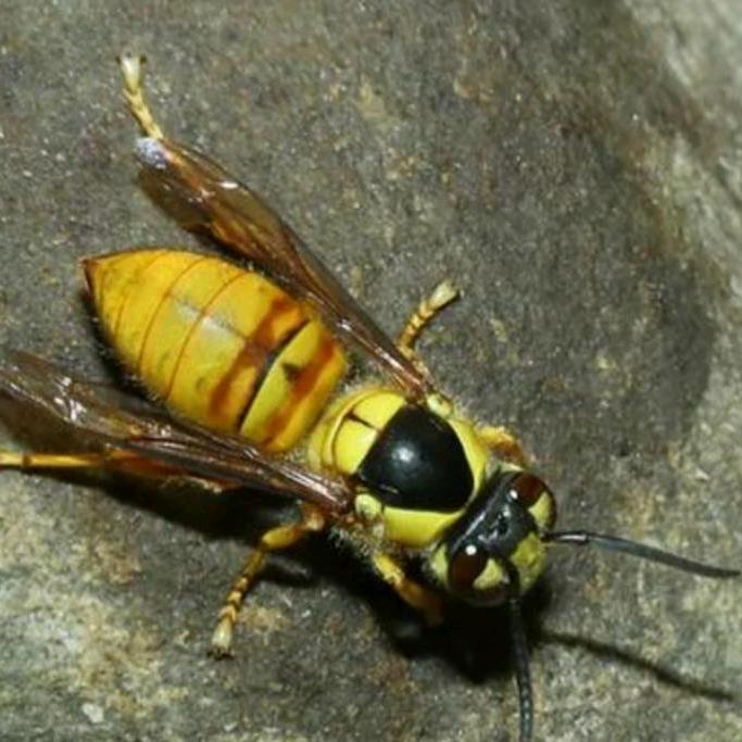 惠州市公庄李氏胡蜂