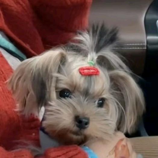 煎饼狗子🌯🐶