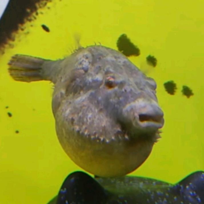 河豚🐡🐡