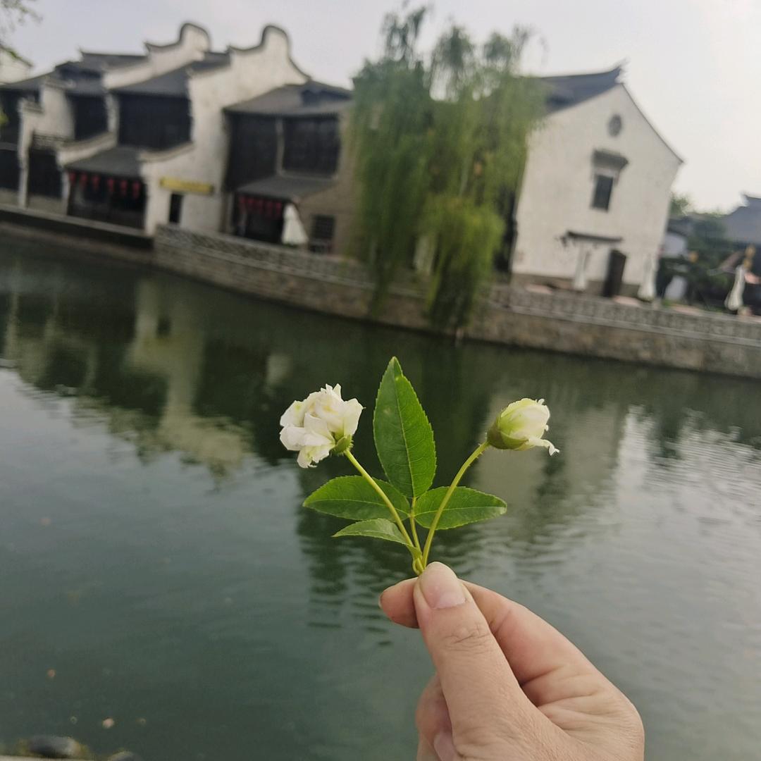 木木