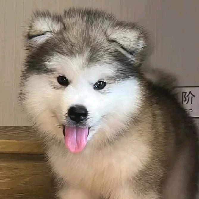 小光老师🅥