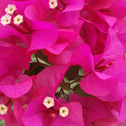 柳暗花明