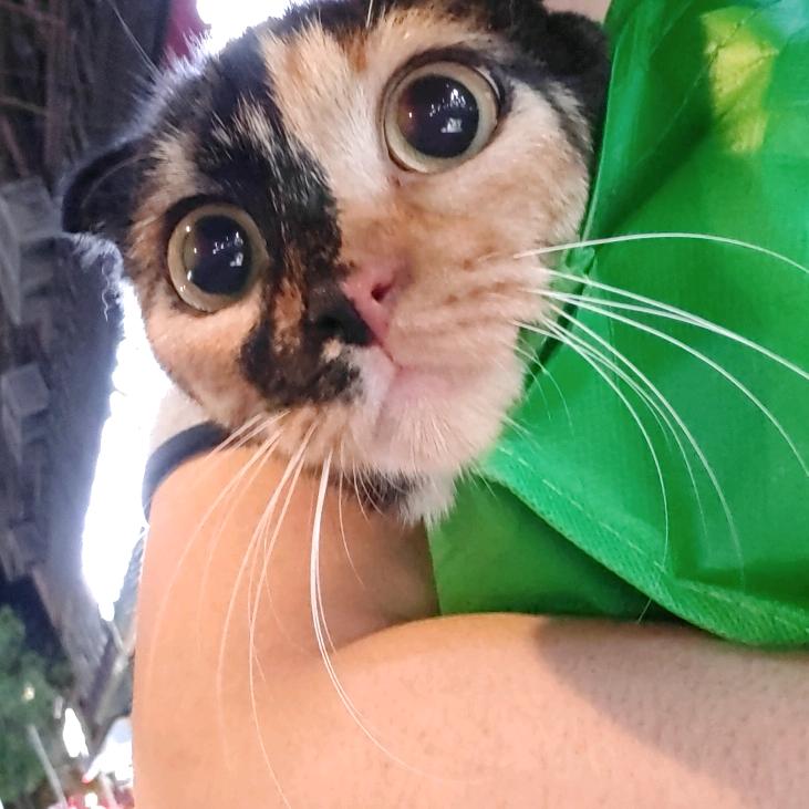 恋爱脑