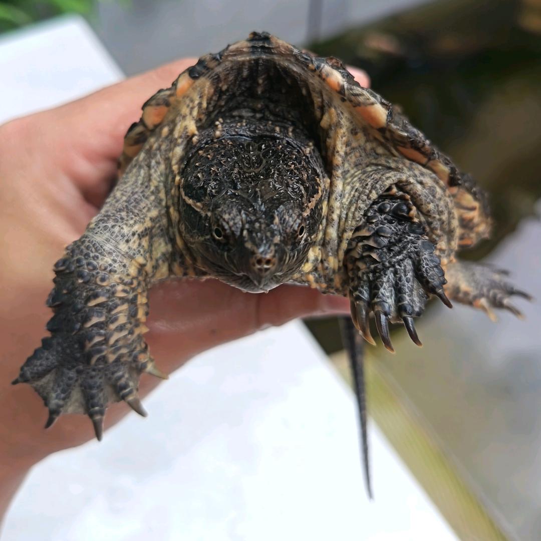 超哥 🐢🐕🐈🐟🦐🐚