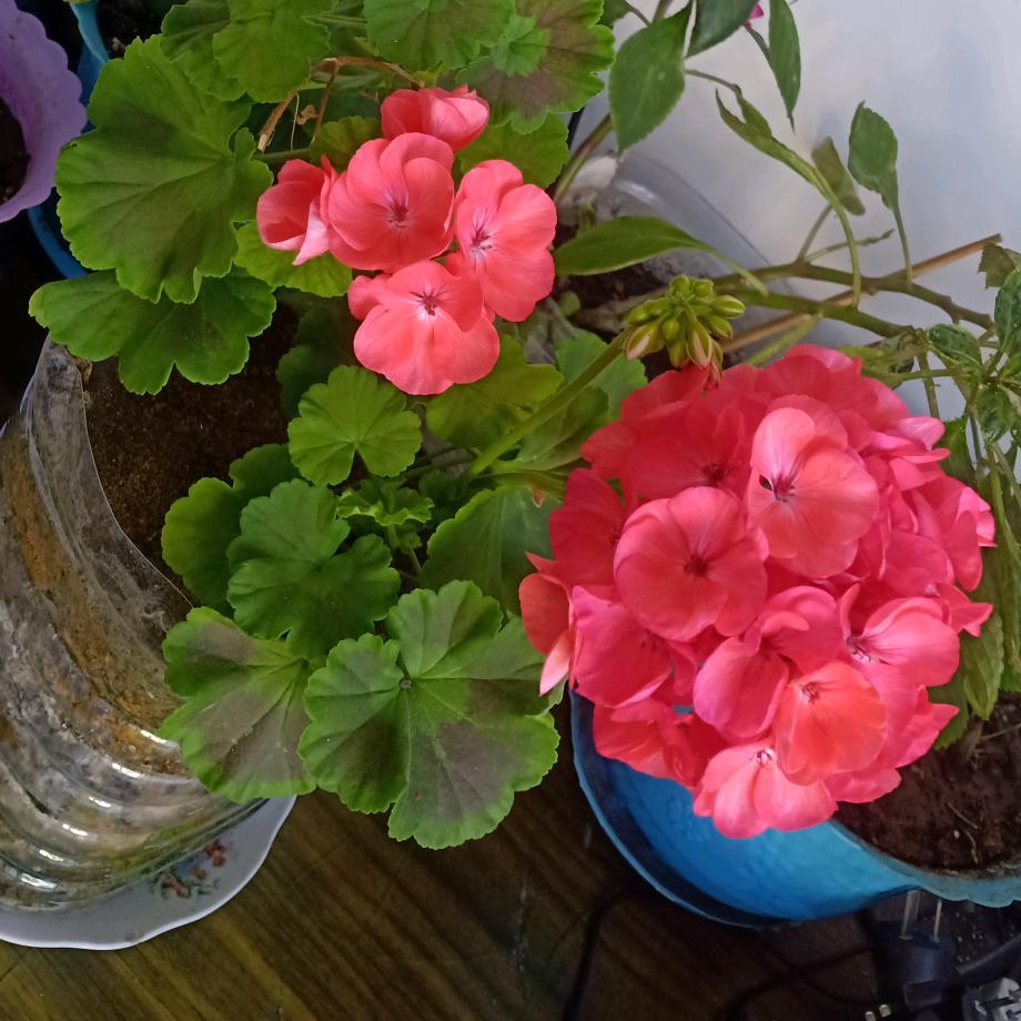 沐晨