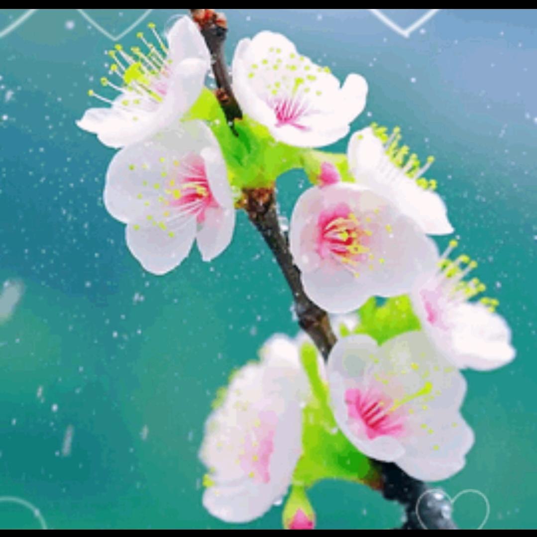 喜欢蜜甘草的郭嗣贤头像
