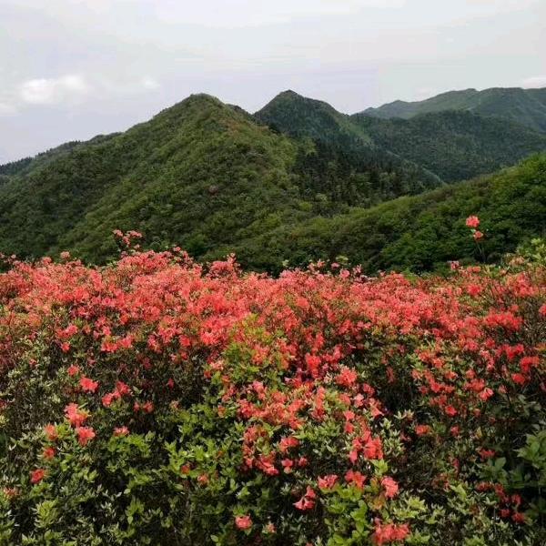 湘琦皮具