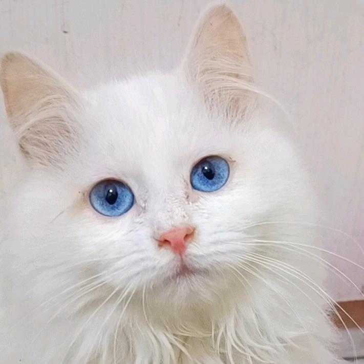 小雪成长日记（猫狗双全版）