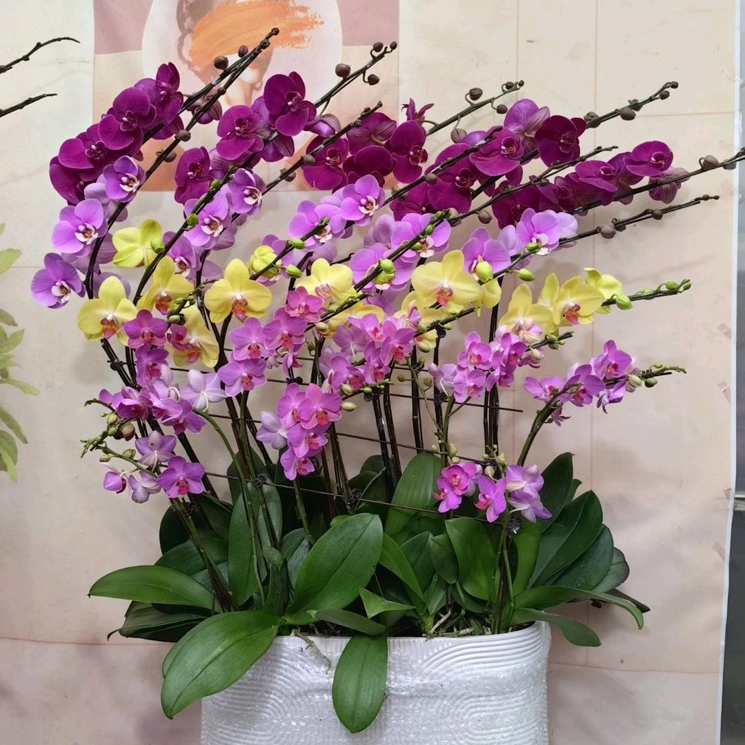 上海蝴蝶兰基地批发