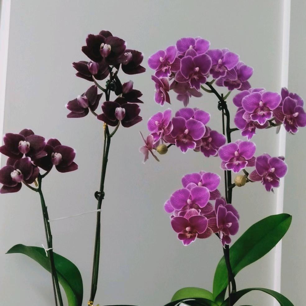 梦动鸟鸟的直播号