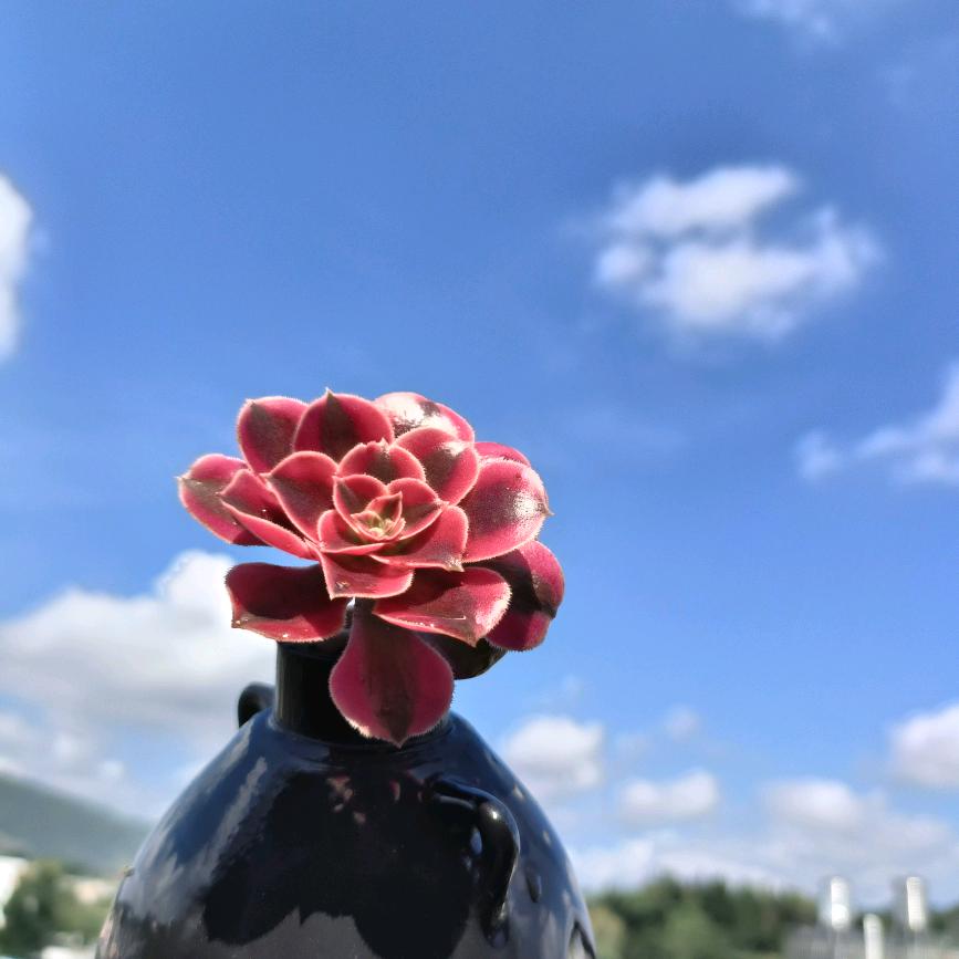 🍃蝶恋🌸🍂