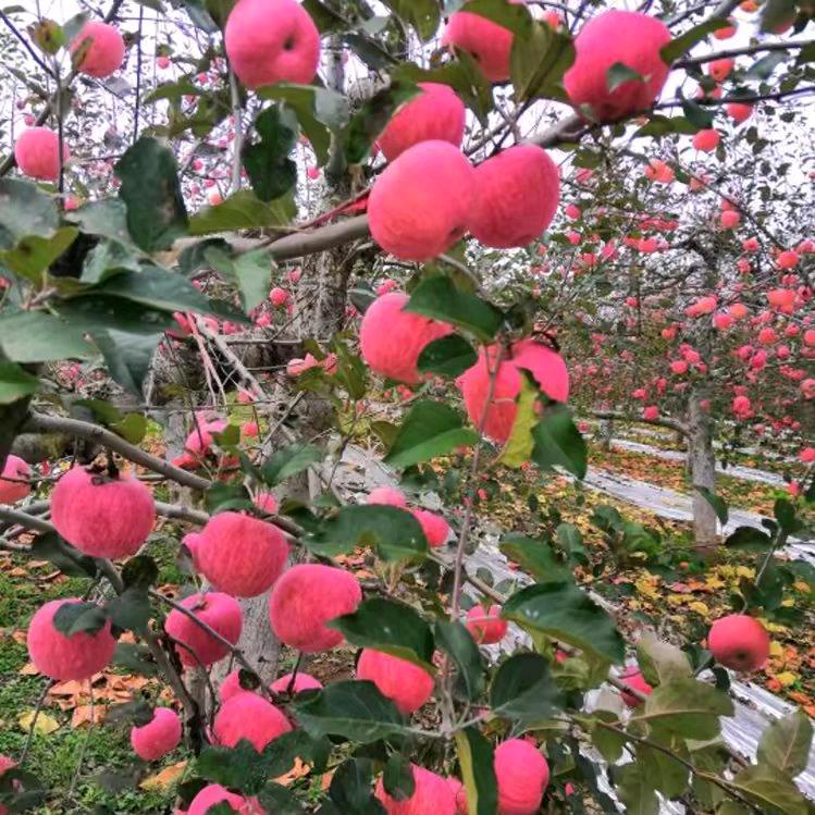 刘家菇凉👗👠