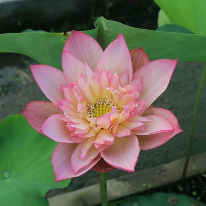 花开富富贵