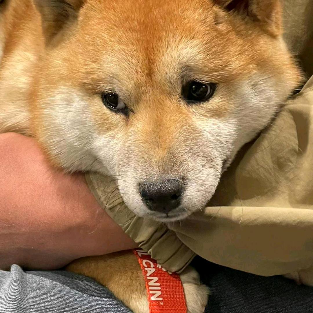 慕它宠物犬繁育训练犬舍