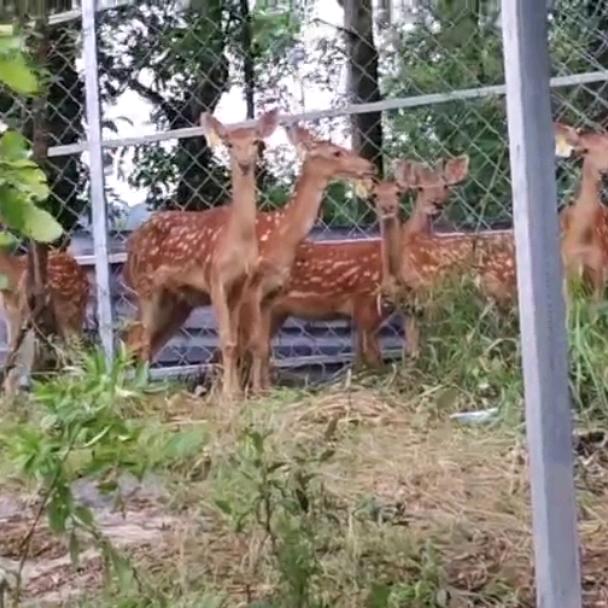 🦌鹿珊妹🦌