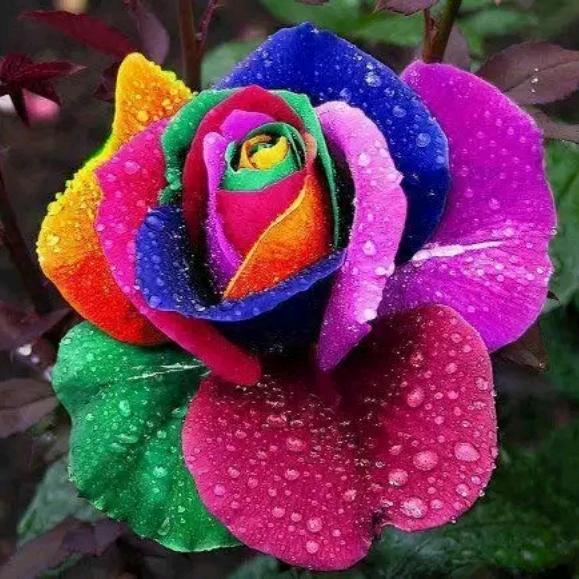 花好月圆