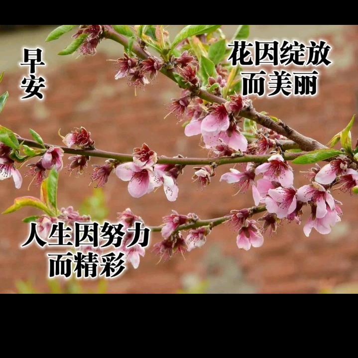 杨大哥