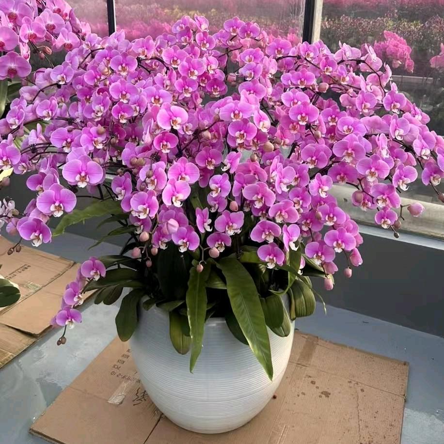 沈阳兰韵蝴蝶兰