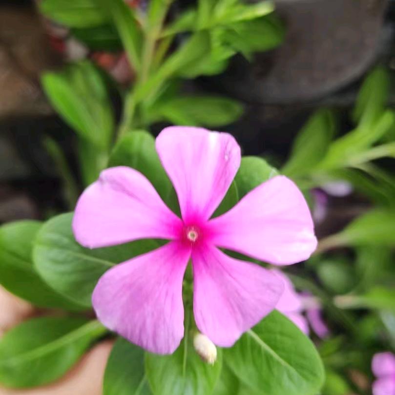 ꧔ꦿ᭄一薪ℒℴ一亿ѵℯ꧔ꦿ᭄