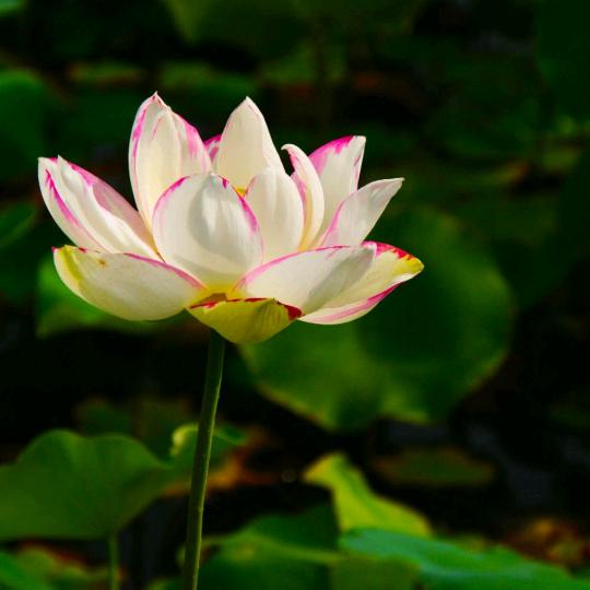 ✨好心情✨