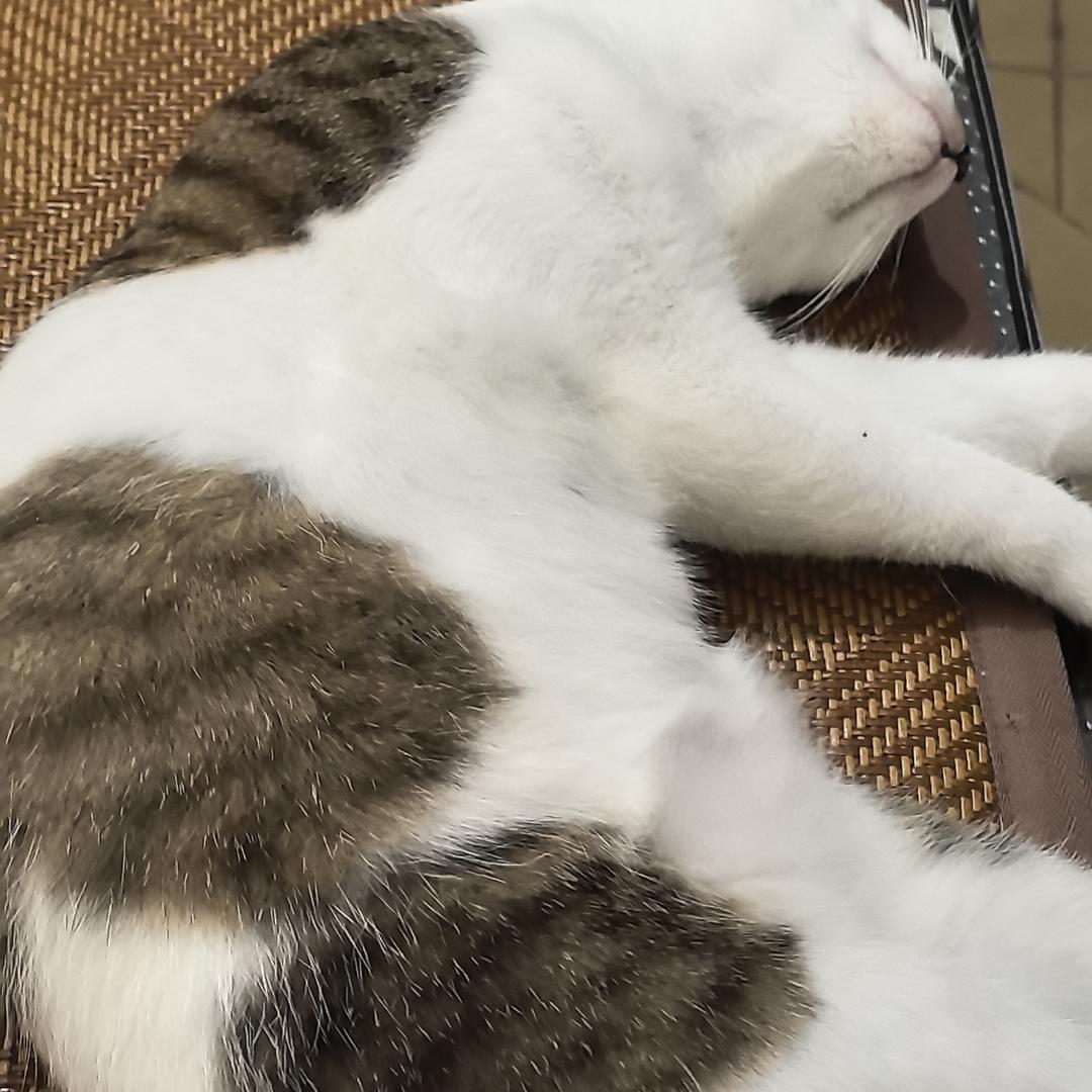 懒猪