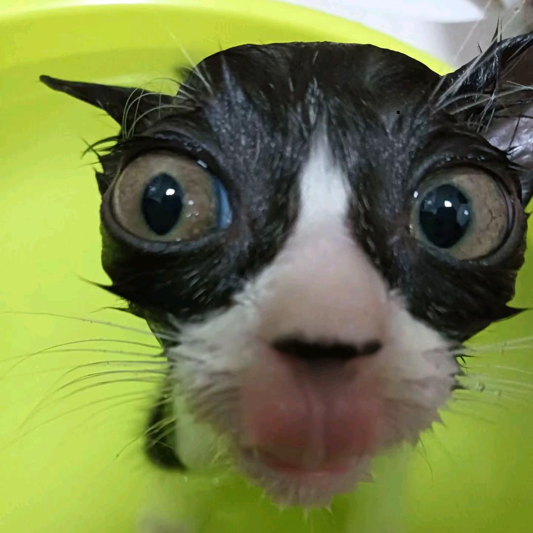 影呆