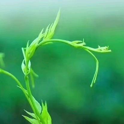 罗塔坪青岩村/莓茶/藤茶
