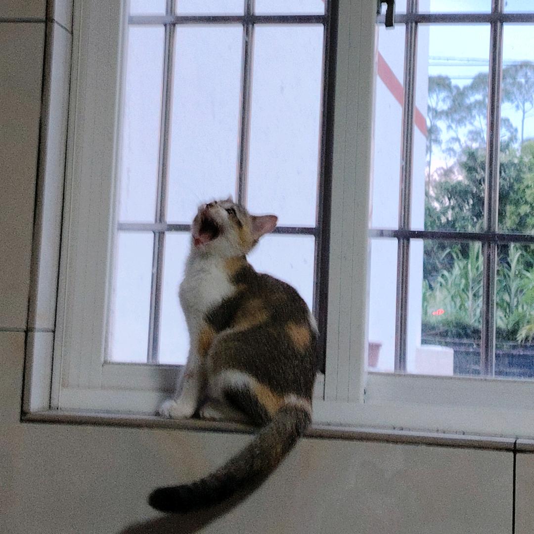 杏仁响瞳