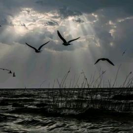 dreamland