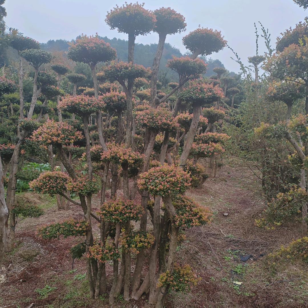 Xiao晨