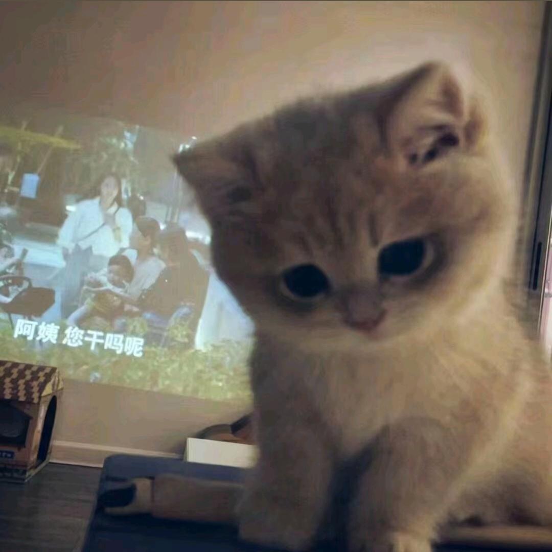 白鸽.