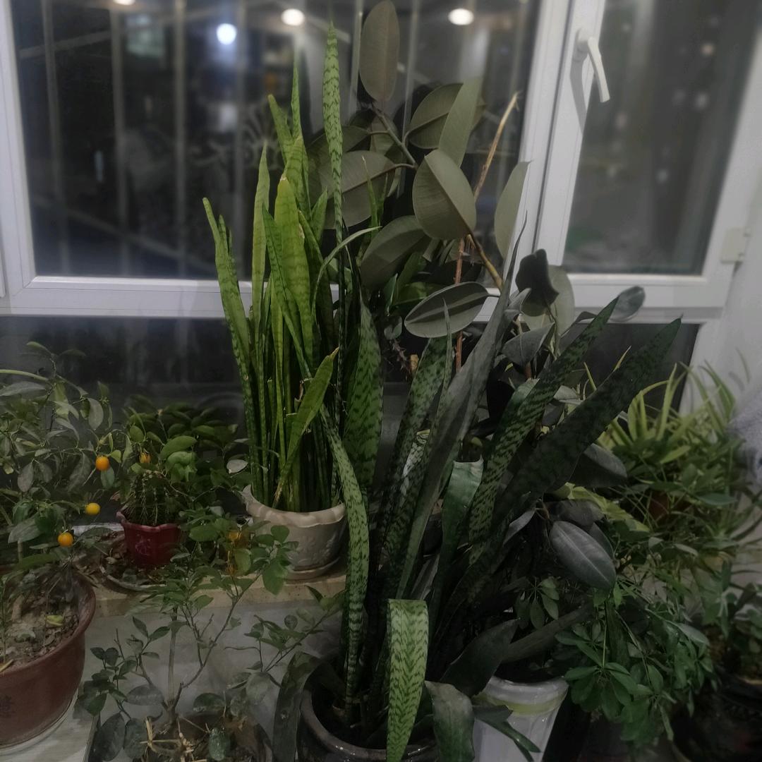 大雪雨后