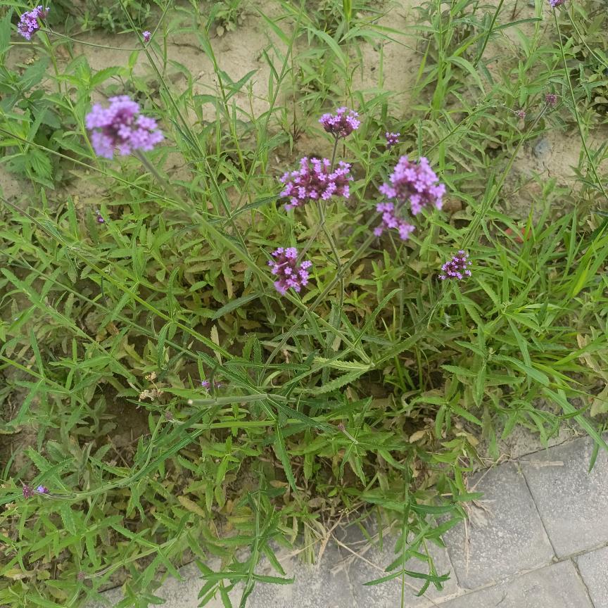 左手爱上右手