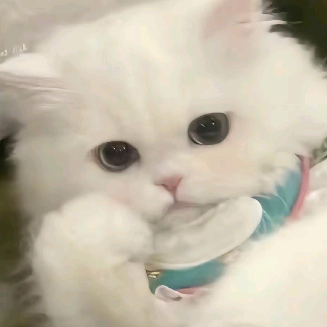 易只小烊🐑
