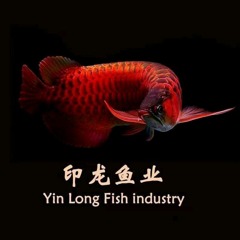 印龙观赏鱼经营部