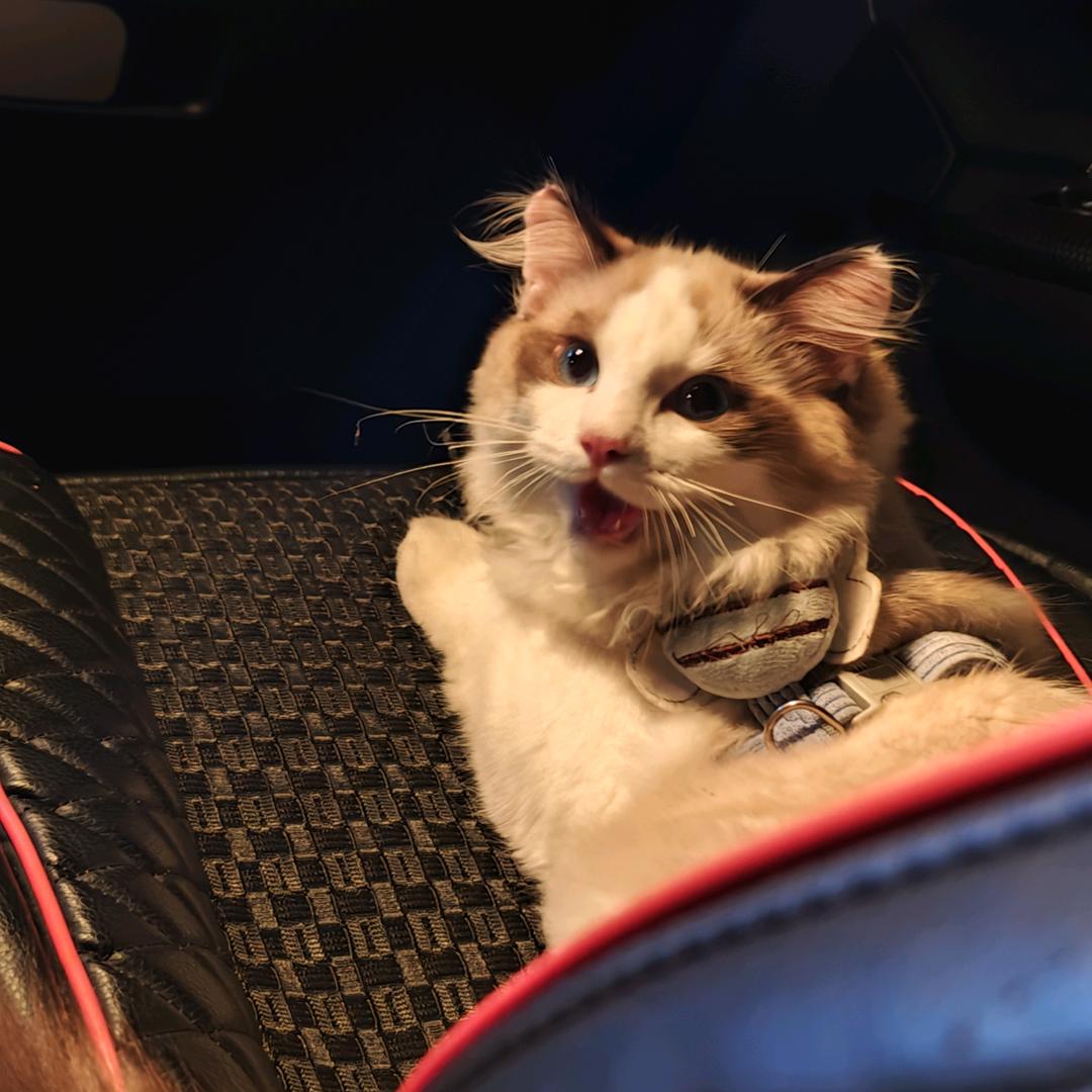 小绿和她的6只猫