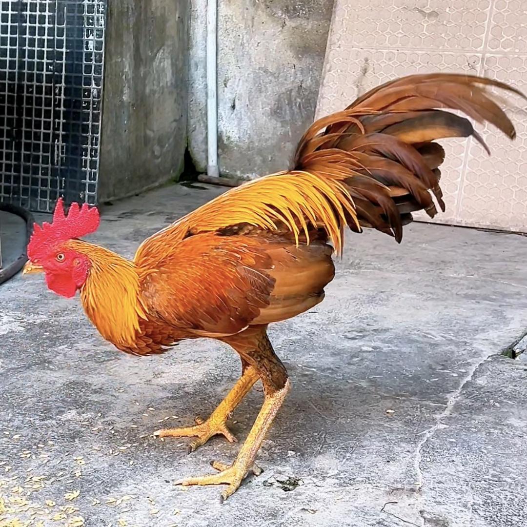 蒋先森