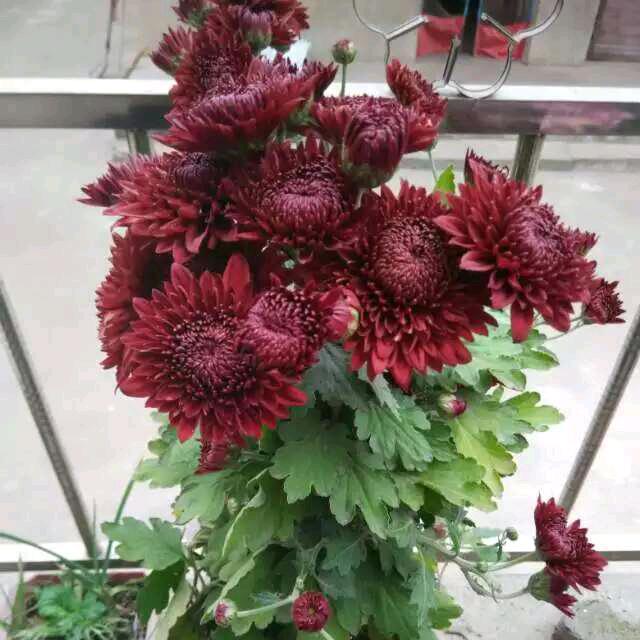 红心一世