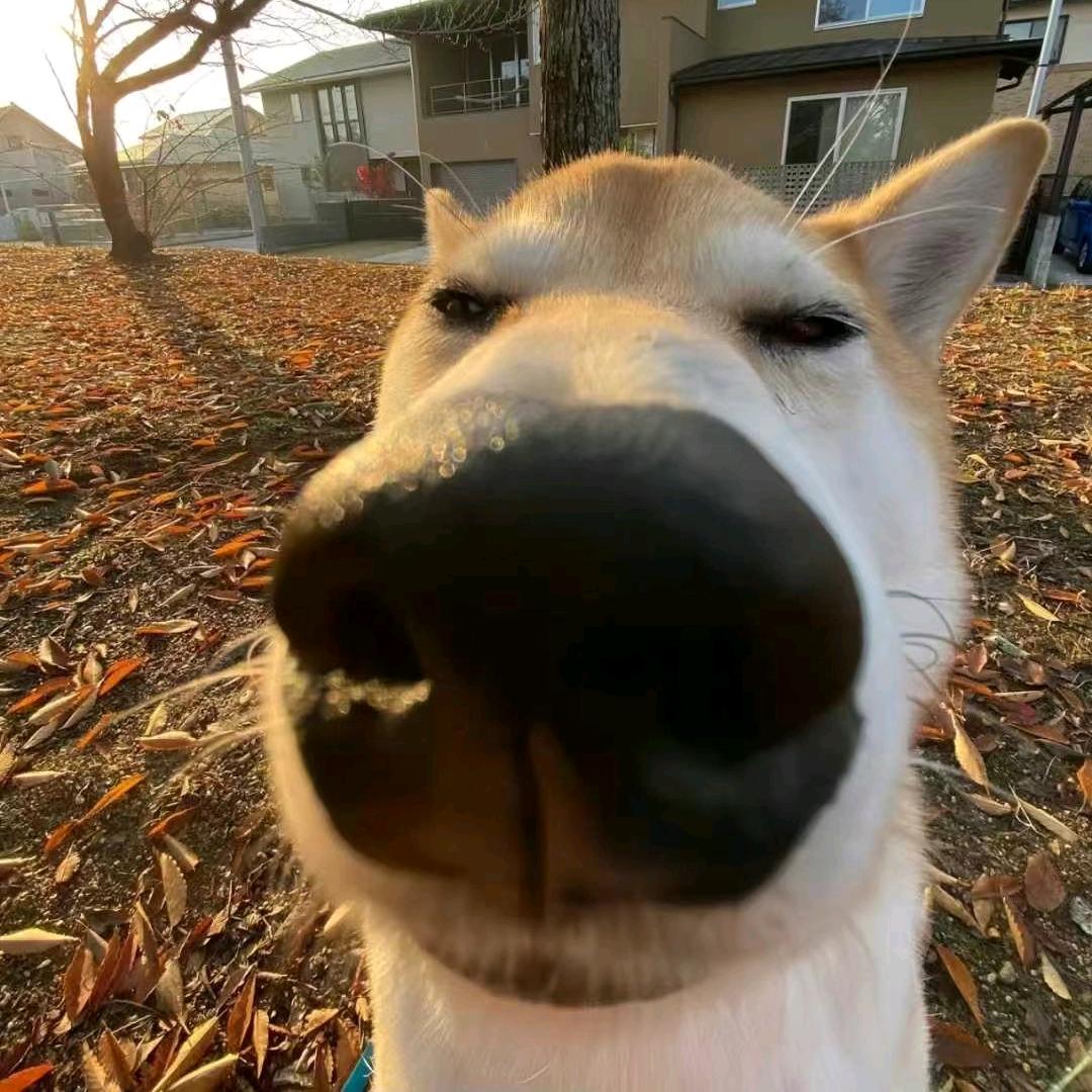 cf张天添