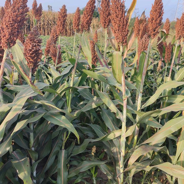 晋中市宇泉园林绿化