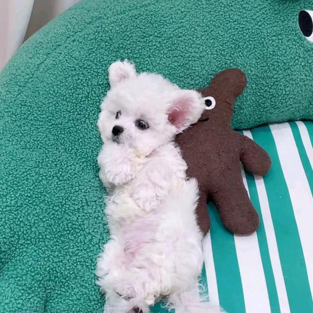 百万是个小短腿