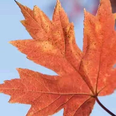 @叶罗:)我就是我: