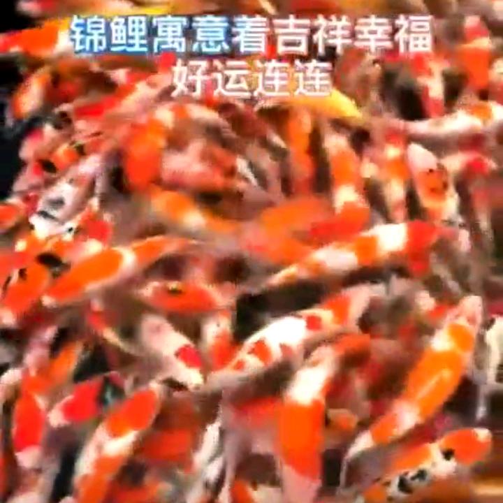 年年有余