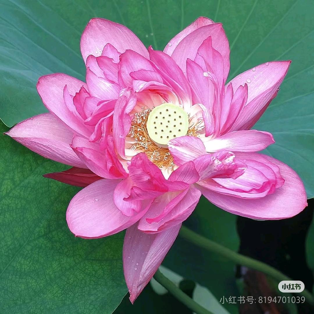 花开富贵.