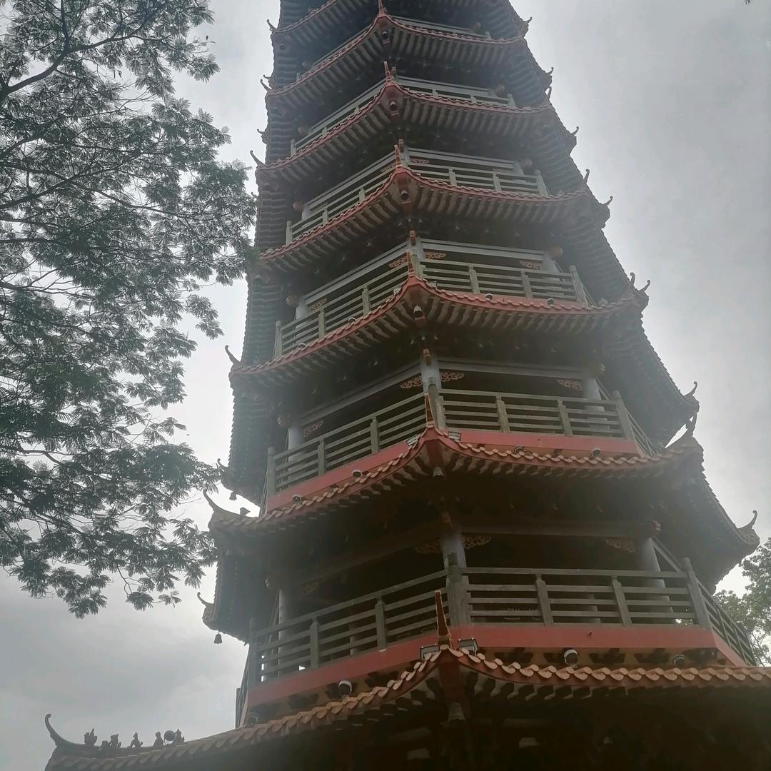 知成