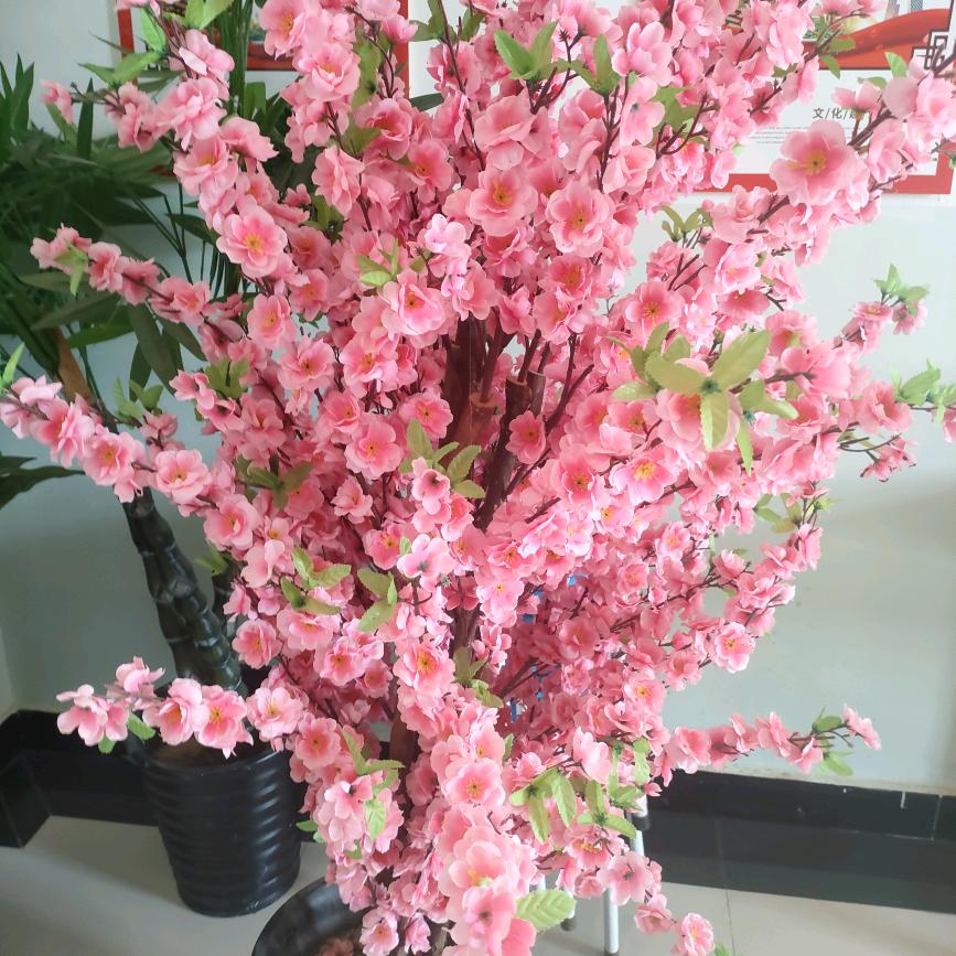 🦋🦋七色彩红🦋🦋