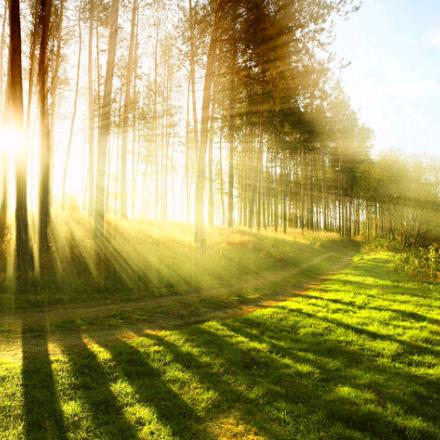 东方破晓（张）