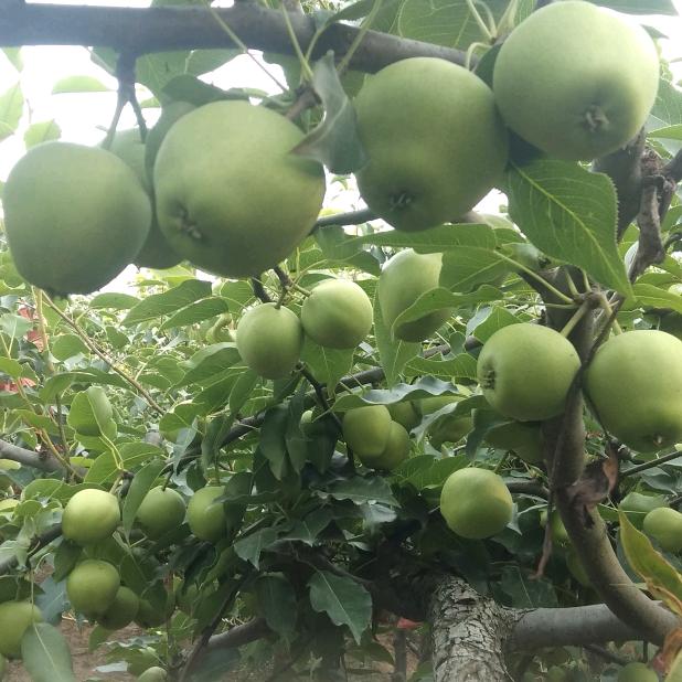 陕西渭南，瓜果代办，老张